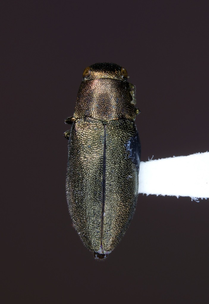 Phaenops aeneola