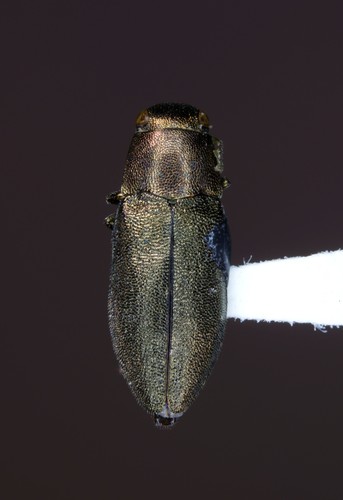 Phaenops aeneola