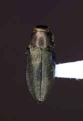 Phaenops aeneola