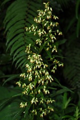 Blumea linearis