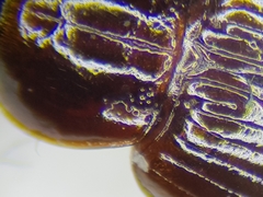 Bradycellus harpalinus