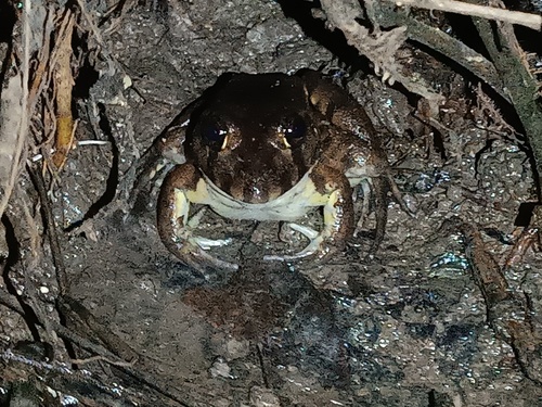 Brown Ball Frog