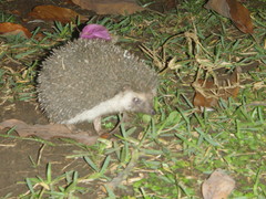 Atelerix albiventris