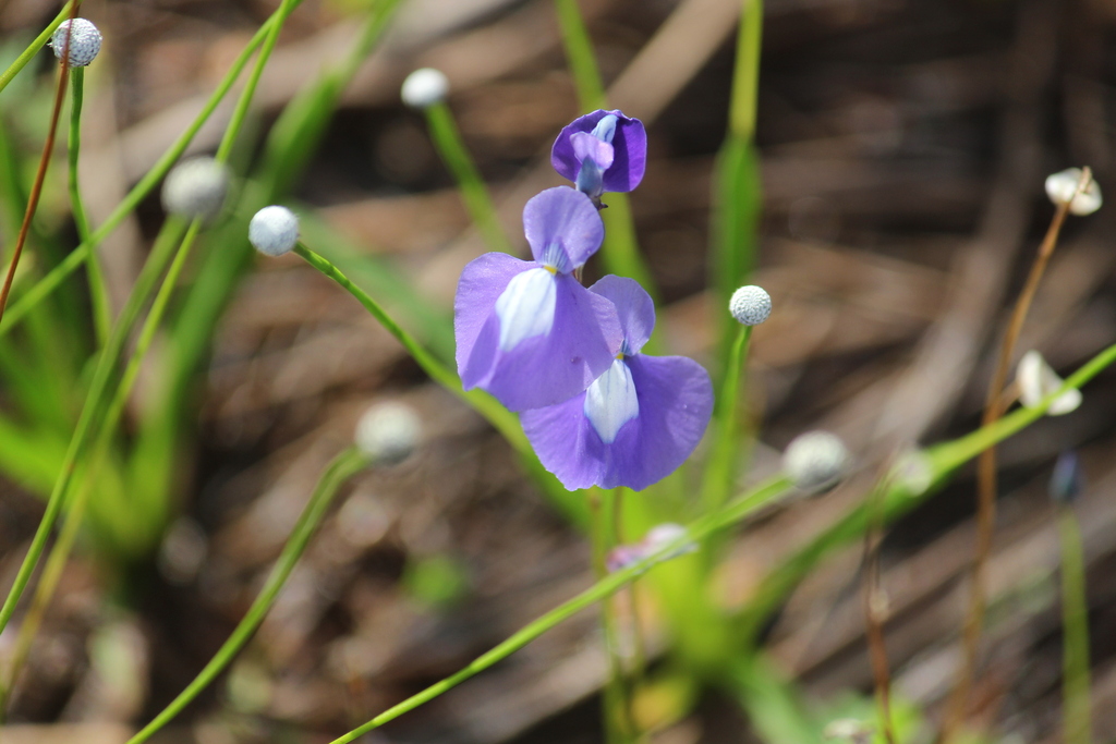 Utricularia cecilii P.Taylor 3