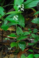 Odontochilus yakushimensis