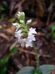 Odontochilus yakushimensis