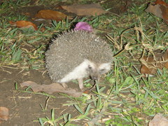 Atelerix albiventris