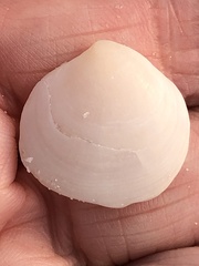 Semele proficua