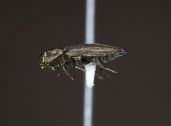 Phaenops aeneola