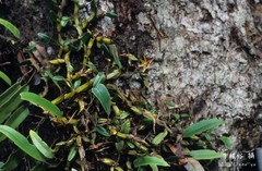 Dendrobium nakaharae