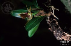 Dendrobium nakaharae