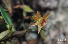 Dendrobium nakaharae