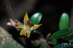 Dendrobium nakaharae