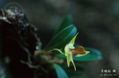 Dendrobium nakaharae