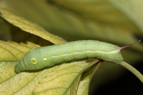 Hippotion celerio