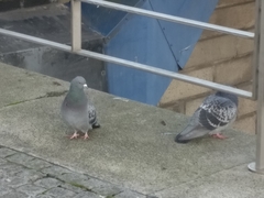 Columba livia domestica