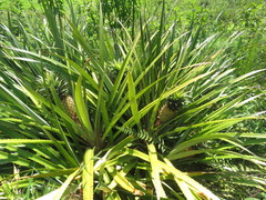 Ananas comosus bracteatus