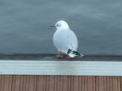 Chroicocephalus ridibundus