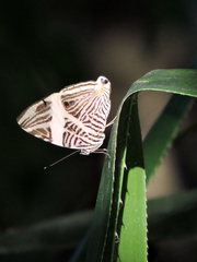 Colobura dirce dirce