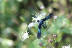 Macrocneme chrysitis