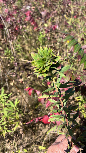 Unknown species found near Hastings, MN, US