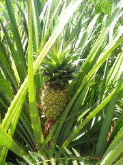 Ananas comosus bracteatus