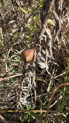 Unknown species found near Hastings, MN, US