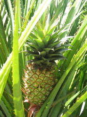 Ananas comosus bracteatus