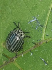 Leptinotarsa undecimlineata