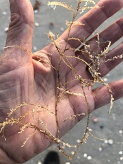 Thyroscyphus ramosus