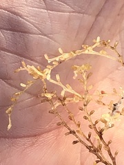 Thyroscyphus ramosus