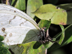 Morpho polyphemus polyphemus