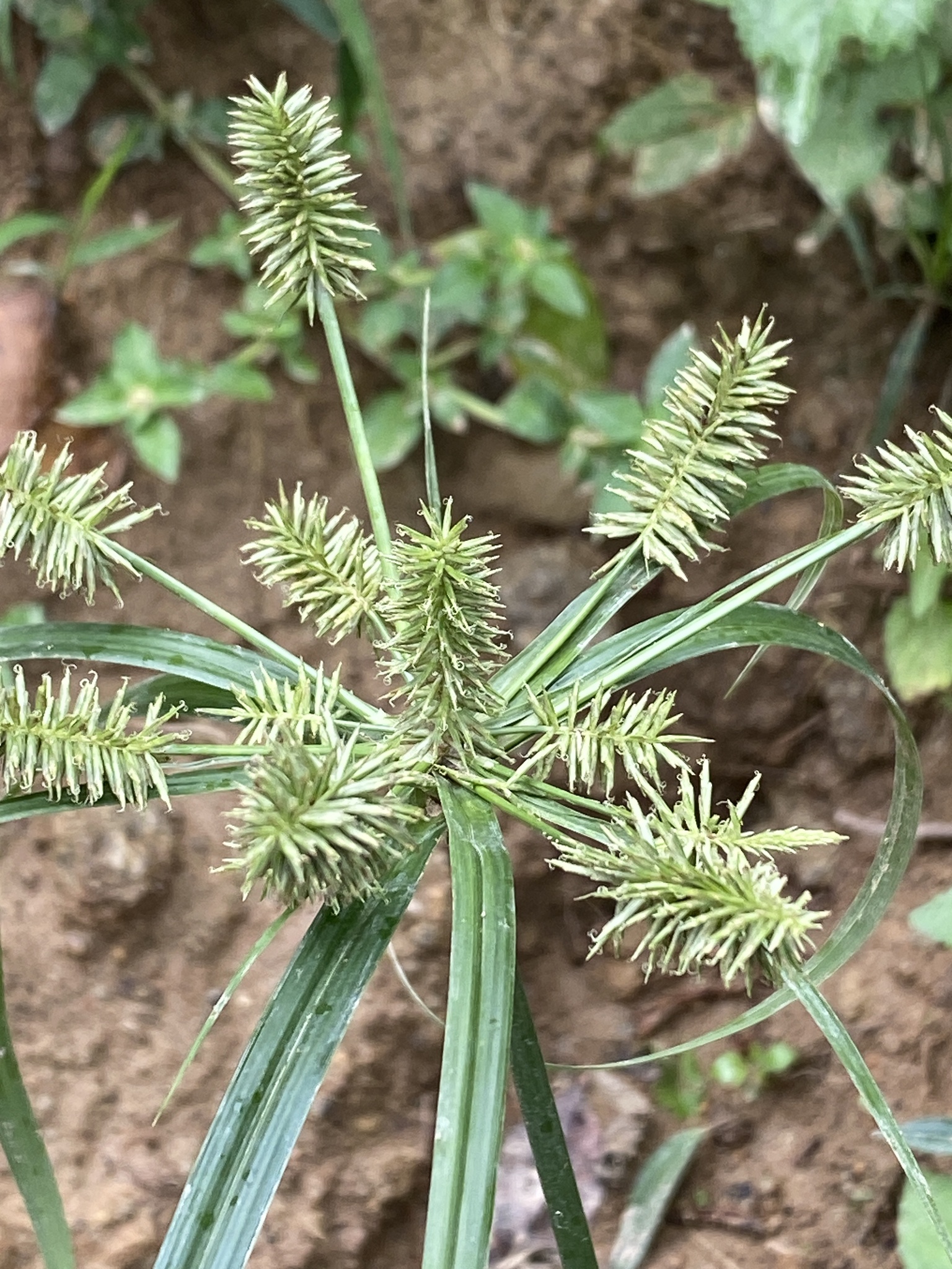 Cyperus cyperoides — ảnh 3