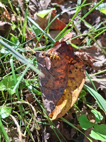 Unknown species found near Brentwood