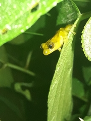 Pristimantis lacrimosus