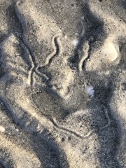 Eupleura sulcidentata