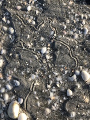 Eupleura sulcidentata