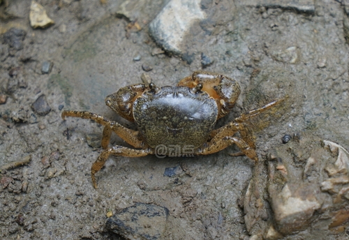 Sinolapotamon auriculatum