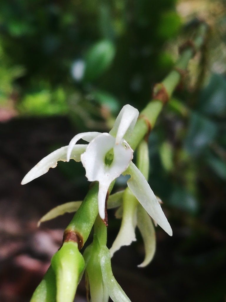Oeoniella polystachys