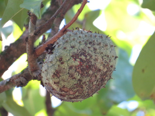 Annona montana