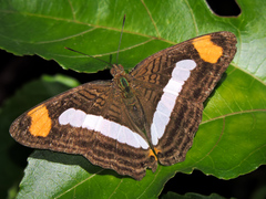 Adelpha iphicleola iphicleola