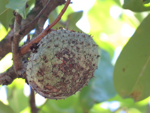 Annona montana