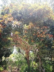 Diospyros subacuta