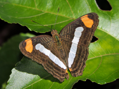 Adelpha iphicleola iphicleola