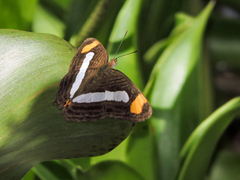 Adelpha iphicleola iphicleola