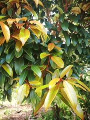 Diospyros subacuta