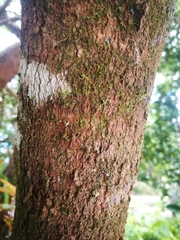 Diospyros subacuta