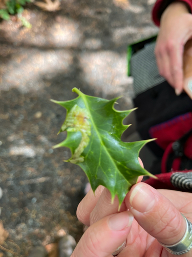 Unknown species found near Ring Rd, Oak Bay, BC, CA