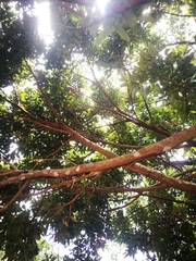 Diospyros subacuta