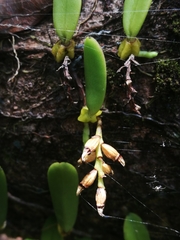 Bulbophyllum humblotii image